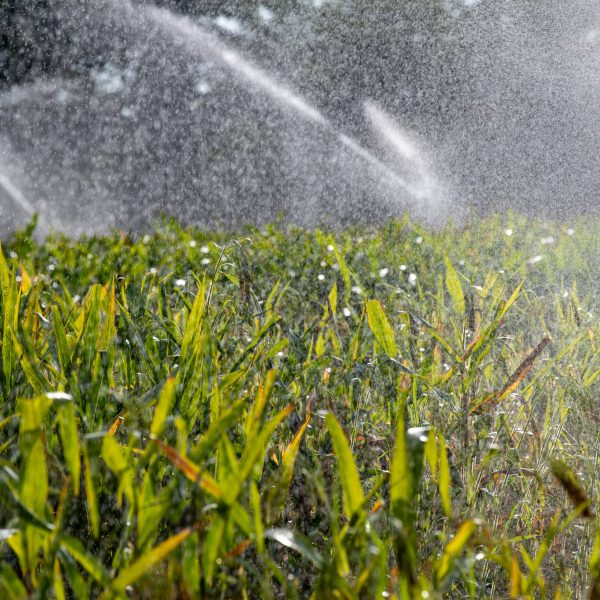 Irrigation system watering young green corn field in the agricultural garden by water springer.
