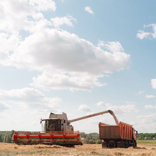 Unloading grains into truck by unloading auger. Wheat harvesting on field in summer season. Process of gathering crop by agricultural machinery.